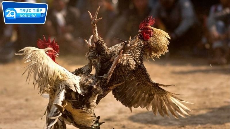 Đá gà trực tiếp 2Q xem nét cược liền tay 2 Đá gà trực tiếp 2Q siêu nét